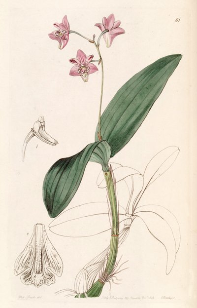 Dendrobium kingianum by Miss Drake